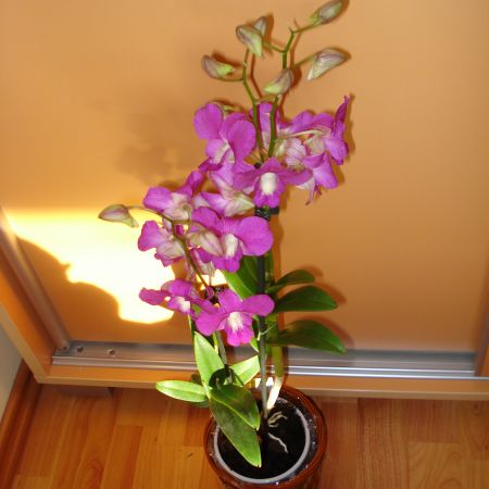 Dendrobium(mihaela)